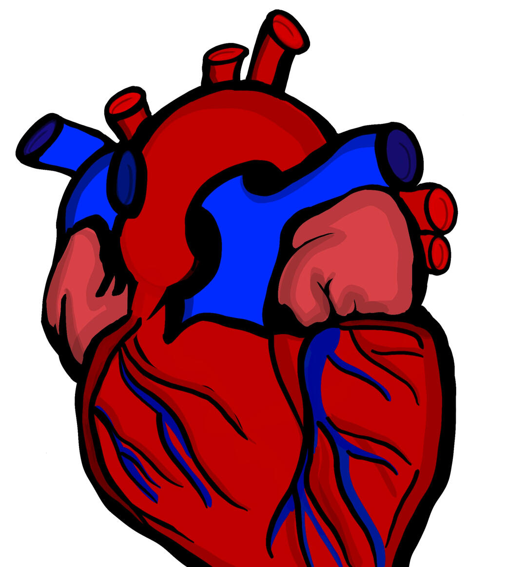 Cardiology_Anatomical Heart