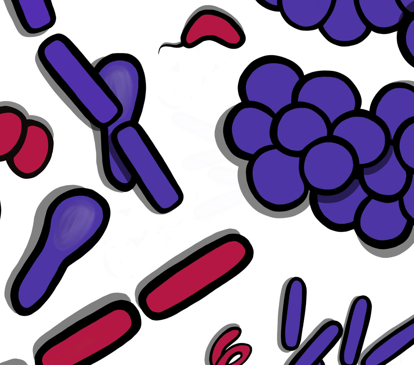 Microbiology_Gram Stain