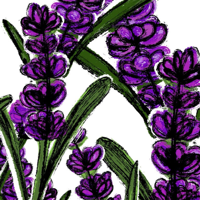 Lavandula angustifolia